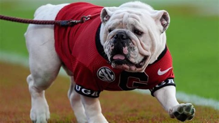 Georgia Bulldogs — PICS