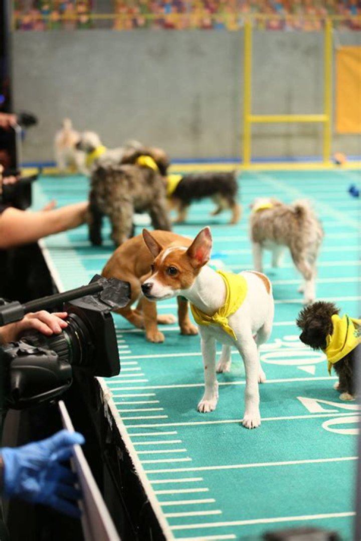 Puppy Bowl 2017 — See Pics